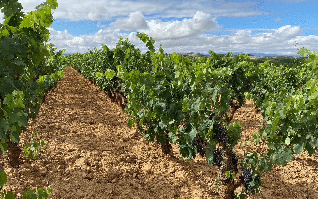 2009 Chobeo de Pecina Tinto "Alavesa Kalkstein" Rioja Alta, Spanien 