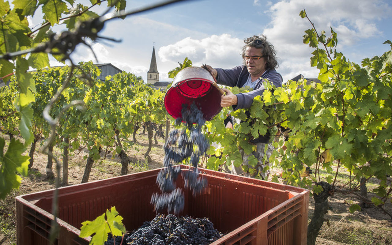 2016 Le Fondis Bio Demeter "Quarzkiesel Kalk" St. Nicolas de Bourgueil (Loire), Frankreich