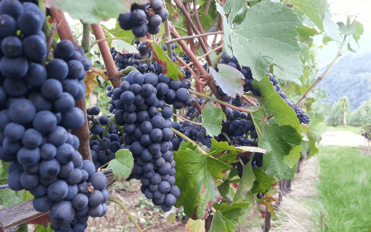 JTC La Famille 2021 Traubensaft Rot Alkoholfrei  - Sommelier-Edition, Mittelhaardt, Pfalz, Deutschland