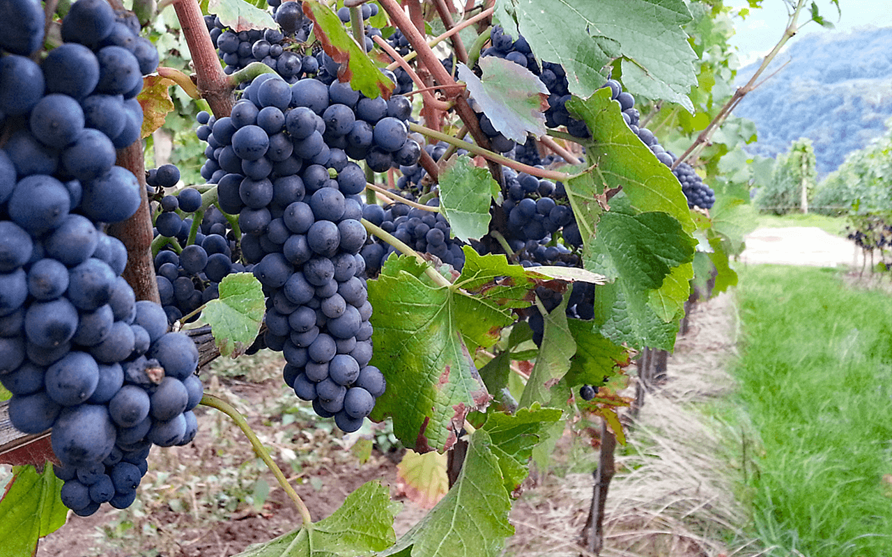 JTC Stückfass 2015 Doppel-Magnum Pinot Noir Rotwein "Porpyhr" Nahe, Deutschland