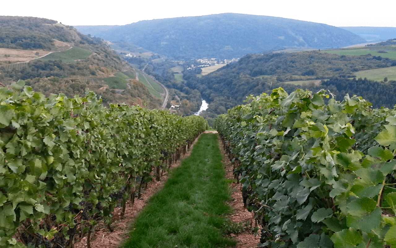 JTC Stückfass 2017 Sauvignon Blanc Weißwein "Porpyhr" Nahe, Deutschland 