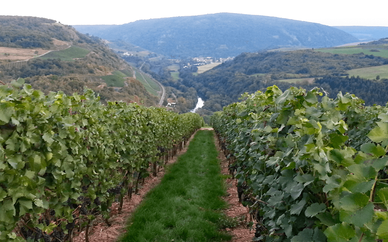 JTC Stückfass 2017 Pinot Noir, Rotwein ungefiltert, Porpyhr - Christian Bamberger, Nahe, Deutschland 