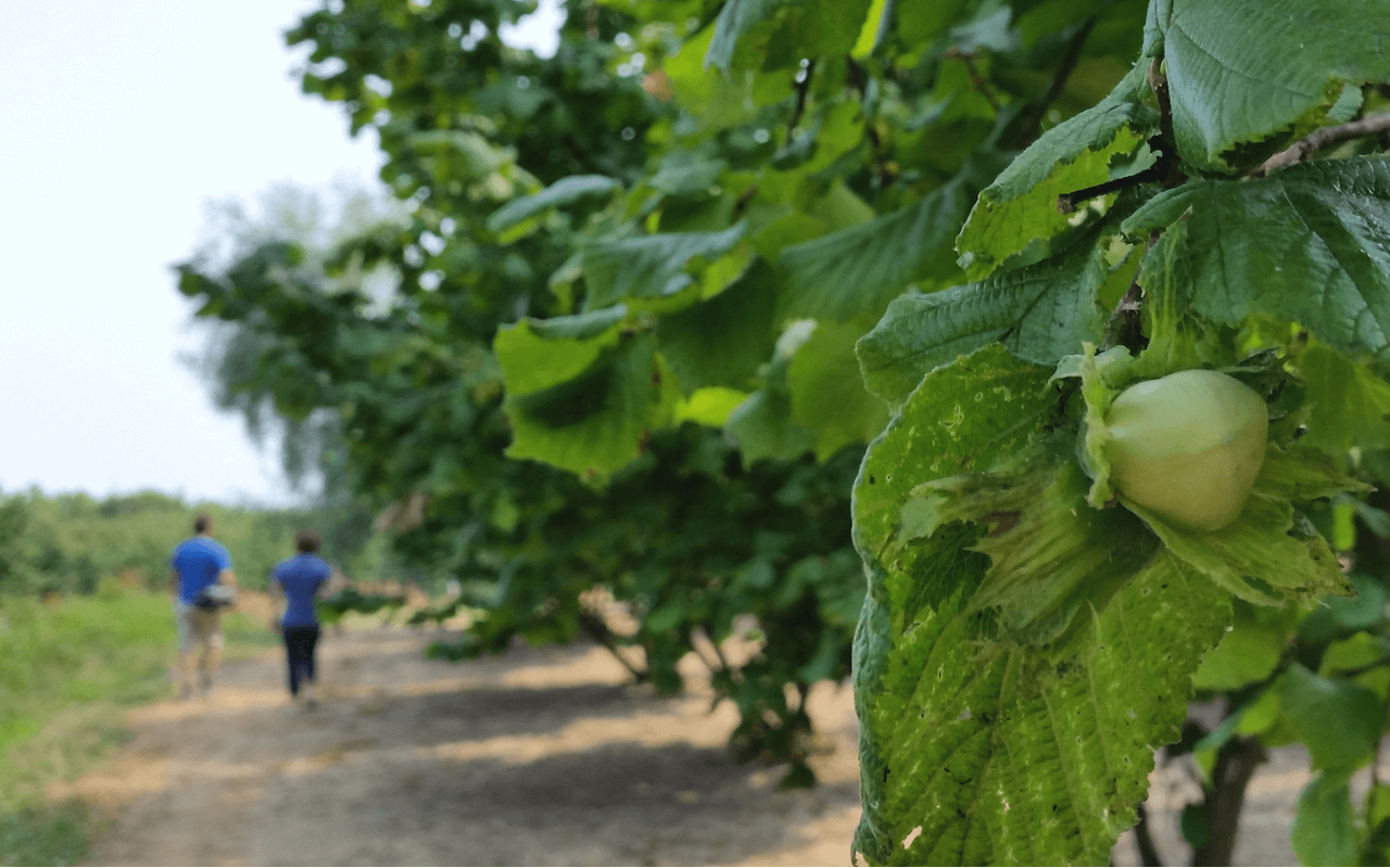 2018 Arneis Langhe Bio "Ton Kalk" Piemont, Italien