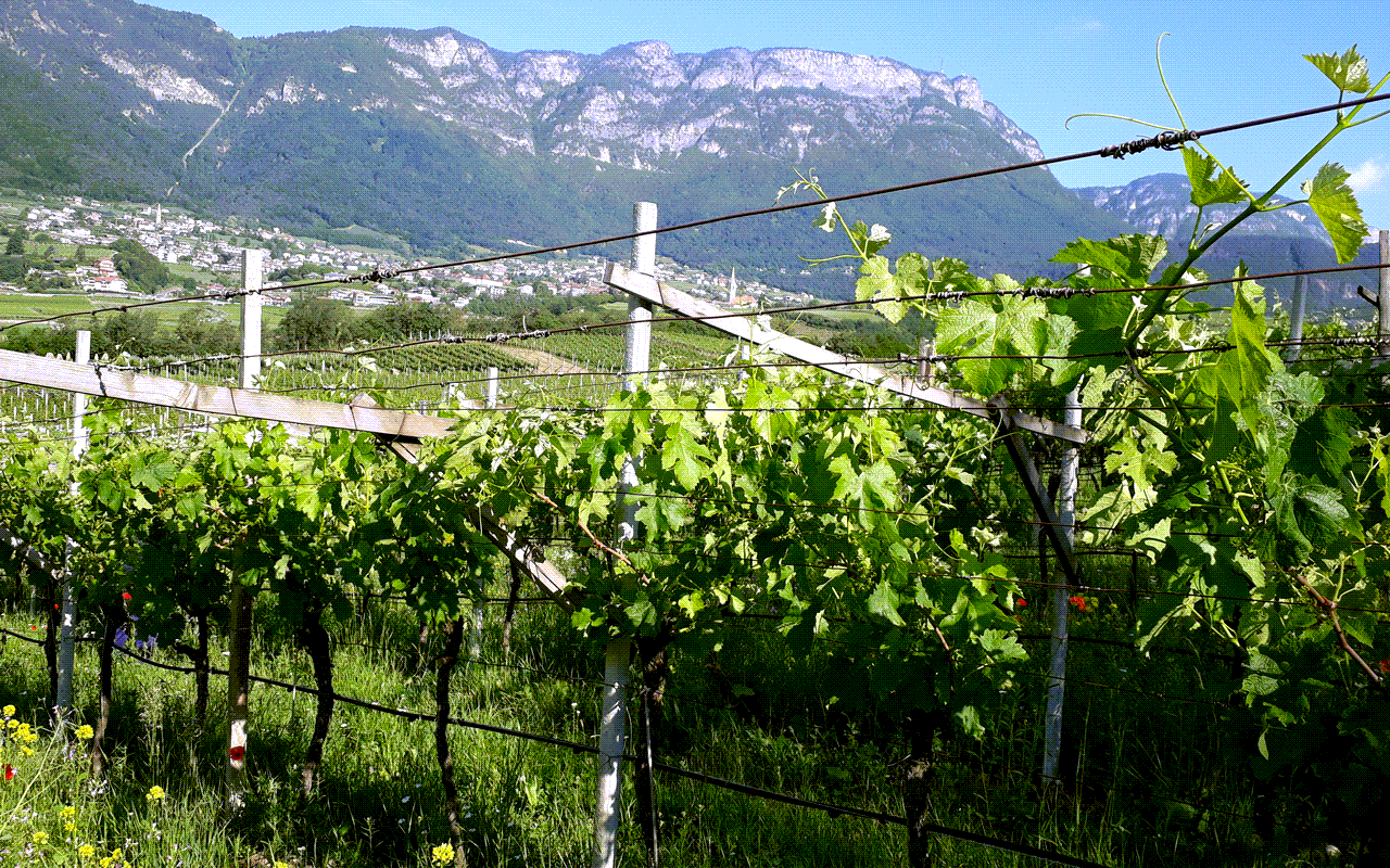 2018 Pelagium Vernatsch Kalterer See Bio Demeter "Moränenschotter Sand" Alto Adige (Südtirol), Italien  