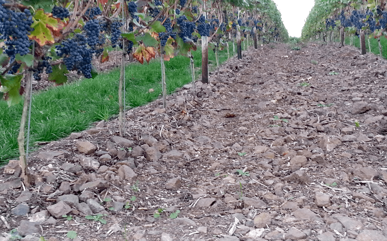 JTC Stückfass 2012 Pinot Noir Rotwein "Porpyhr" Nahe, Deutschland