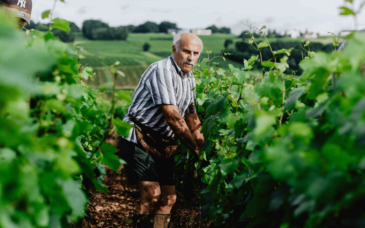 2020 Petit Chablis "Kimmeridgium Kalk" Chablis, Frankreich Kopie