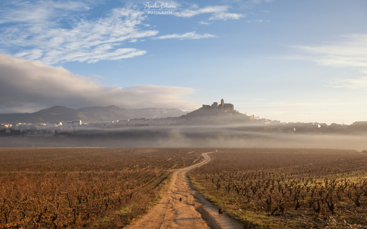 2017 Cosecha Tinto "Alavesa Kalkstein" Rioja Alta, Spanien Kopie