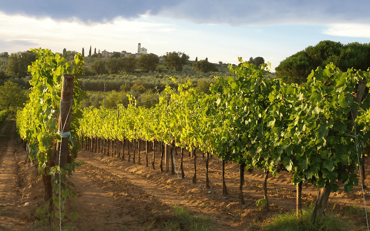 2017 Rosso Cavalier Tranquillo, Rotwein, Galestro, Mergel, Kalk - Losi Querciavalle, Toskana, Italien