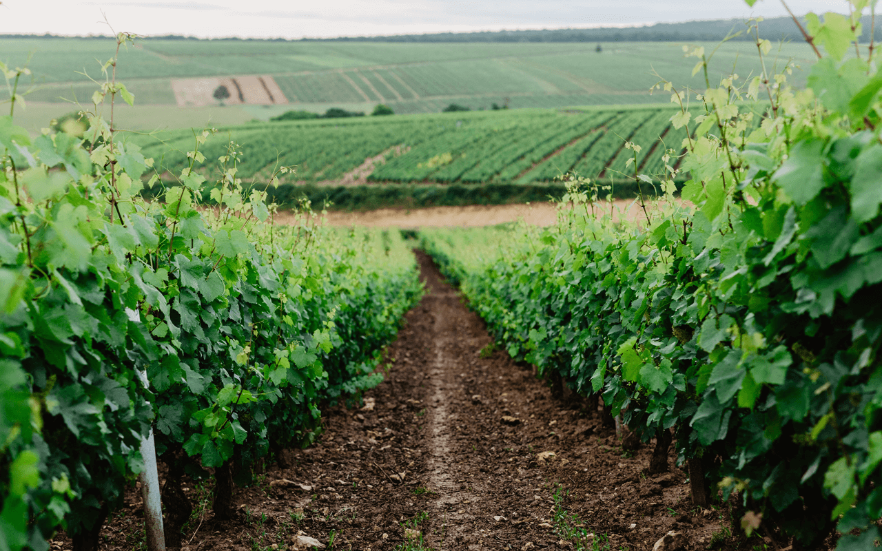 2020 Chablis Vieilles Vignes "Kimmeridgium Kalk" Chablis, Frankreich