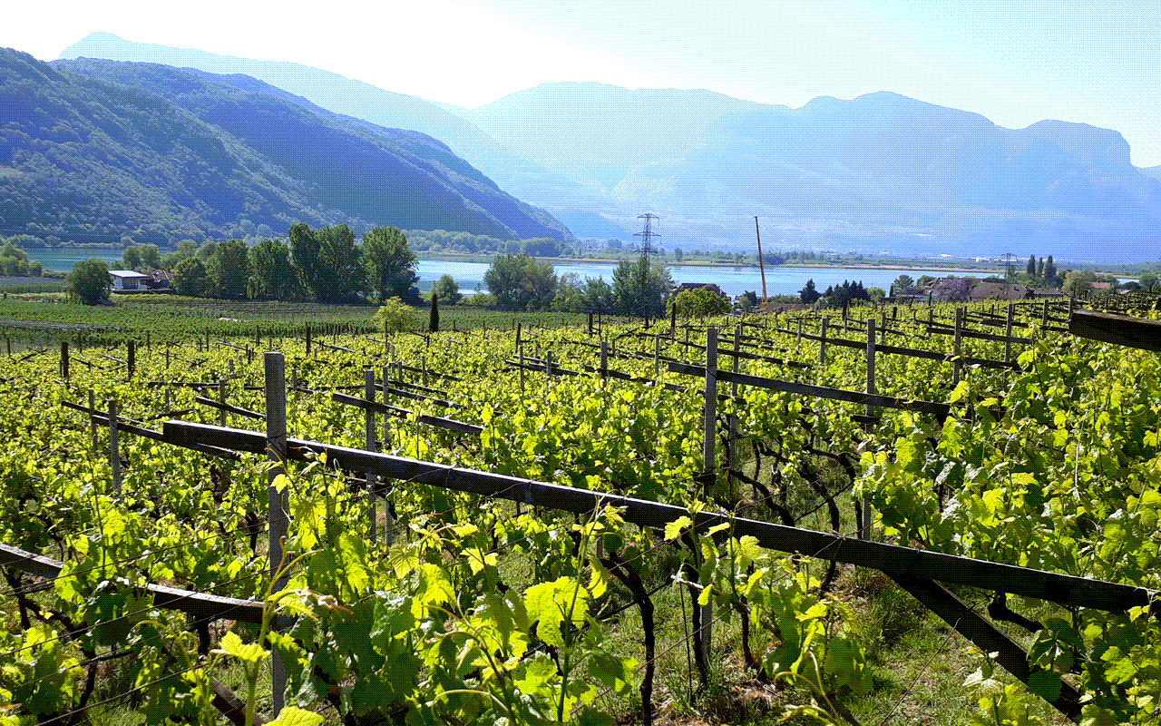 2022 Panicum Gewürztraminer Bio Demeter "Moränenschotter Sand" Alto Adige, Südtirol, Italien NUR AUF VORBESTELLUNG! 