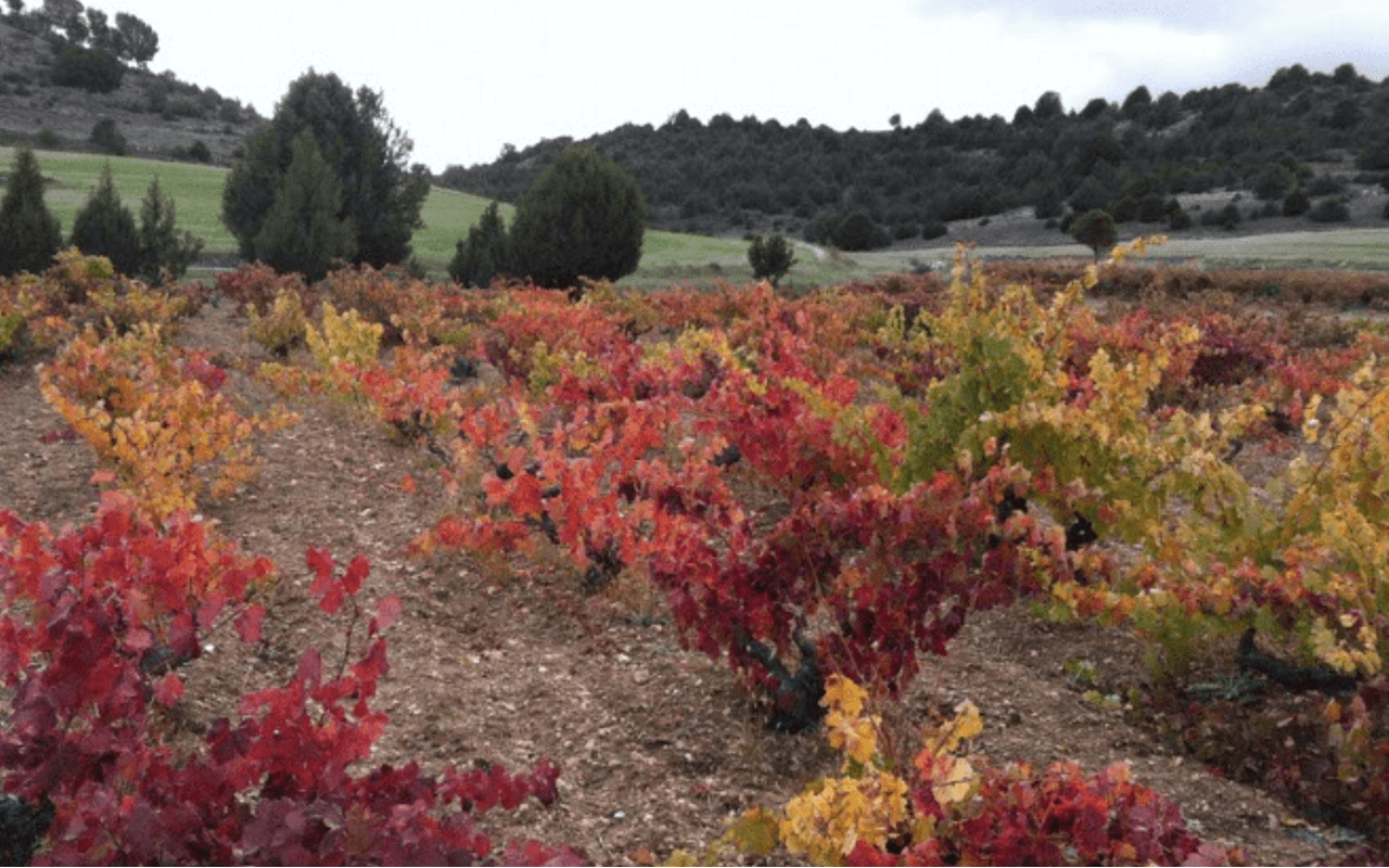 2016 Picaro Tinto Jeroboam Bio "Ton Kiesel Kalk" Ribera del Duero, Spanien 