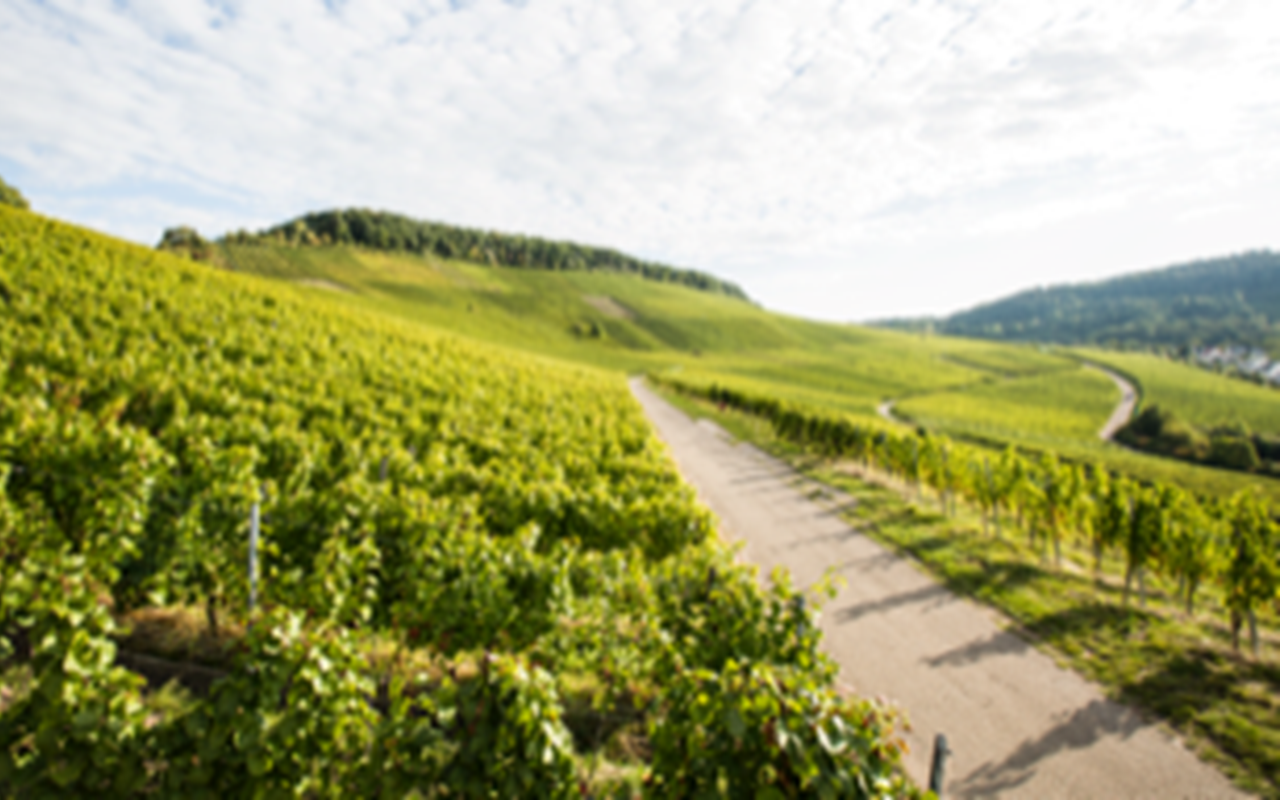 JTC Stückfass 2019 Traminer & Viognier Bio, Weißwein, Gipskeuper - Zimmerle, Remstal, Deutschland