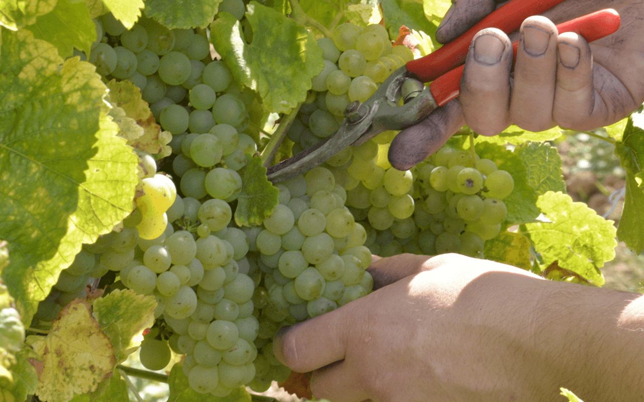 2018 Grain de Silex "Kalk Silex Feuerstein" Saint-Peray Nordrhône, Frankreich 