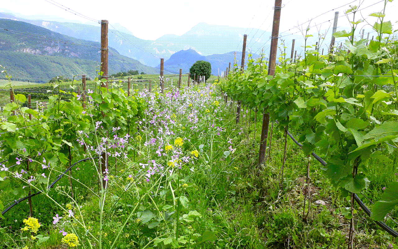 2018 Lerian Cabernet Franc Bio Demeter "Moränenschotter Sand" Alto Adige (Südtirol), Italien  