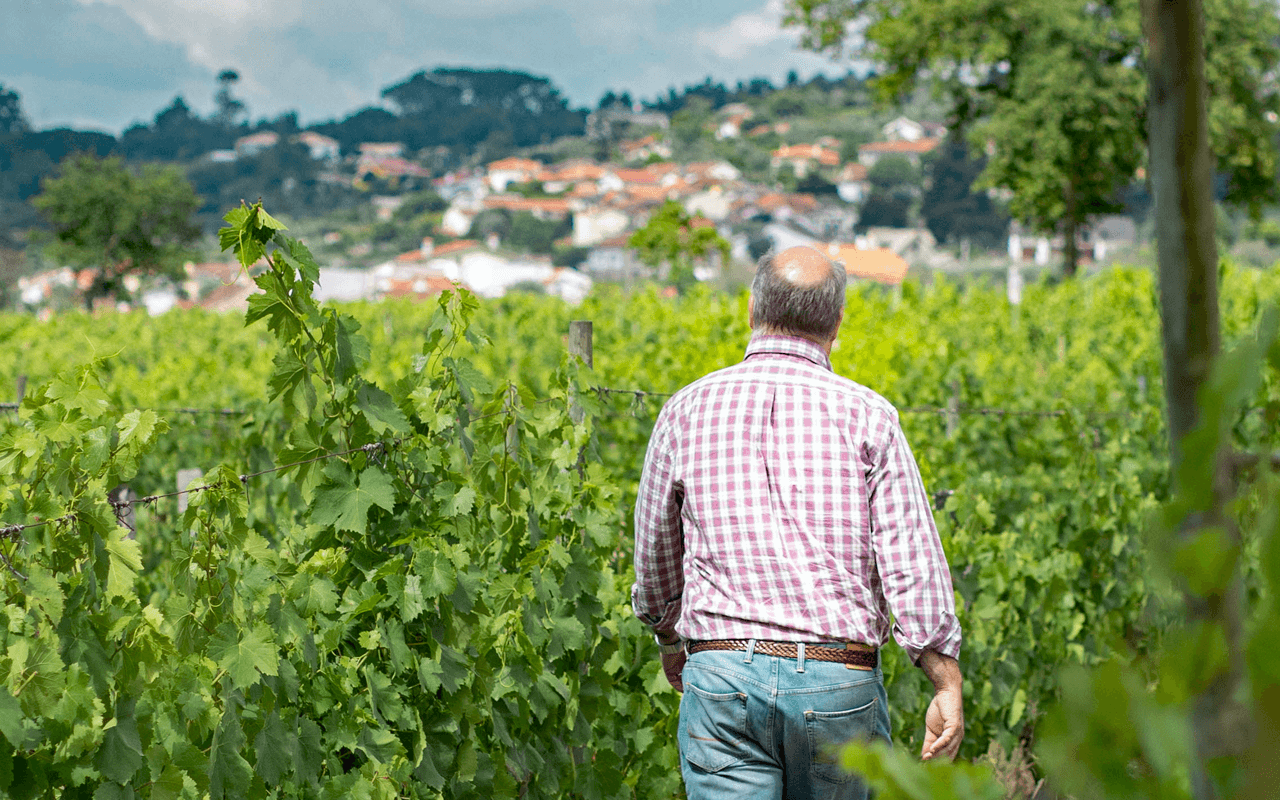 2022 Encruzado Reserva Branco, Weißwein, Quinta da Falorca, Dão, Portugal