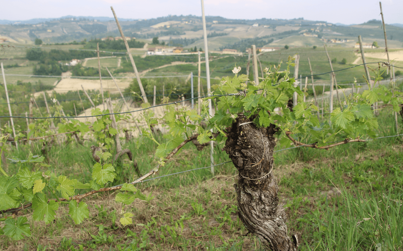 2013 Barbaresco Magnum "Tortonium Mergel Kalk" Magnum Piemont, Italien   