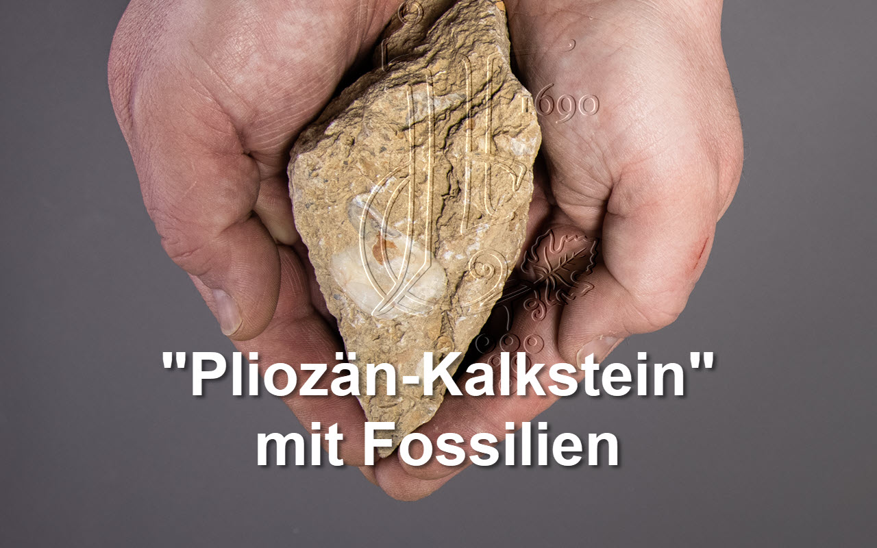 2016 L`Affronto "Pliozän-Kalk Fossilien" Montepulciano, Italien  