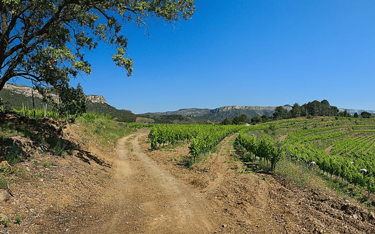 Priorat Olivenöl Extra Vergine, kaltgepresst, ungefiltert