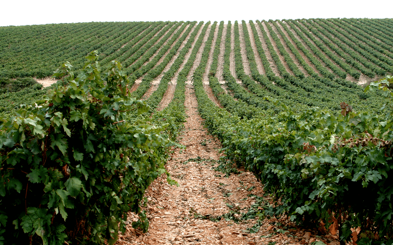2018 Cosecha Tinto "Alavesa Kalkstein" Rioja Alta, Spanien