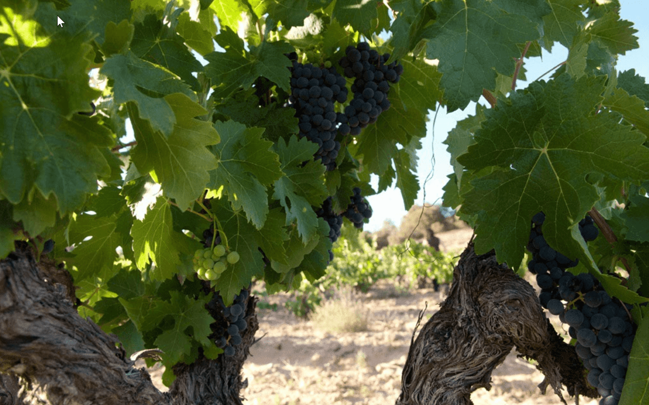 2016 Picaro Tinto Jeroboam Bio "Ton Kiesel Kalk" Ribera del Duero, Spanien 