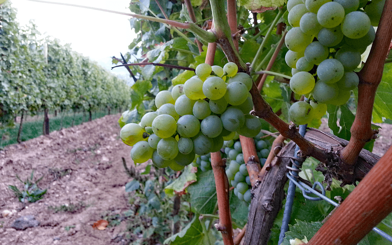 JTC Stückfass 2017 Magnum Sauvignon Blanc Weißwein "Porpyhr" Nahe, Deutschland  