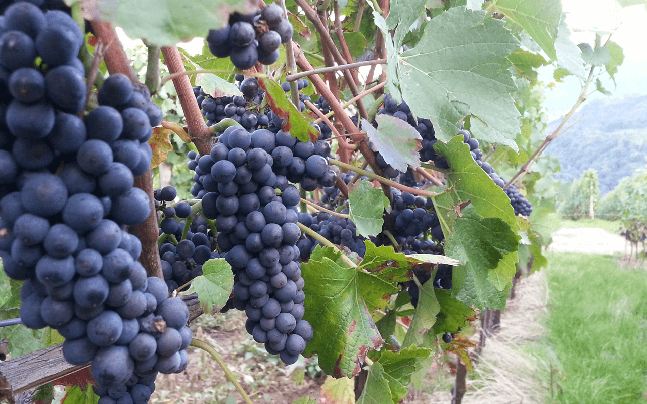 2017 Pinot Noir Bourgogne "Kalkstein" Côte d'Or Burgund, Frankreich